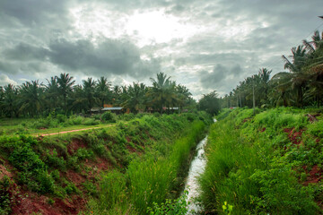 Fototapeta na wymiar water supply channel through coconut farm