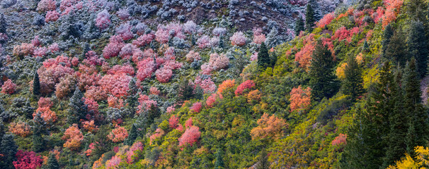 Snowing in the forest.  Autumn. Big Cottonwood Canyon, Wasatch Range, Salt Lake City, Utah, Usa, America