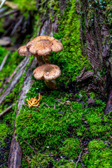 Mushrooms on a Log