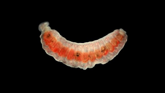 Oligochaeta worm under a microscope, type Annelida, sample found at Lake Baikal. Video may contain a part of the worm that moves and contracts