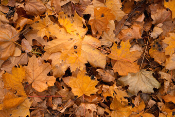 Black patch on the leaves of the maple. The disease is caused by the fungus Rhytisma acerinum. With this disease, large, round, black, slightly convex spots with a yellowish-green border are formed.