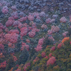 Naklejka na ściany i meble Snowing in the forest. Autumn. Big Cottonwood Canyon, Wasatch Range, Salt Lake City, Utah, Usa, America
