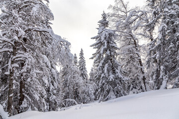 Fototapeta na wymiar Winter landscape. Zyuratkul national Park, Chelyabinsk region, South Ural, Russia