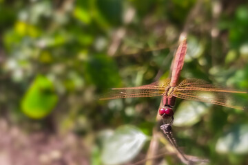 Red eyed dragonfly resting on tip of tree branch at morning