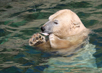 Polar Bear eating a fish  in  Water