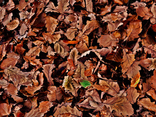 feuilles d'automne