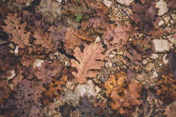 Brown english oak leaves with raindrops