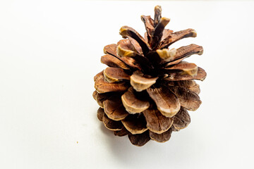 a pine over white background 