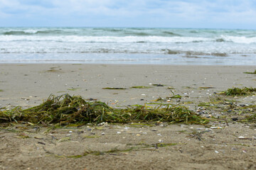 Seaweed on the sand after a storm. Sea