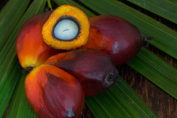 Red Oil Palm seed
