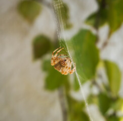 Spider and Bee