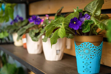 Indoor flowers violets in pots. Growing violets. Rack with indoor plants.