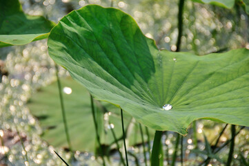ハスの葉の水滴