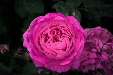 pink rose in a garden