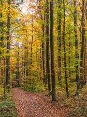 Obraz premium Waldweg im Herbst