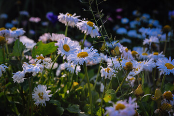 field of daisies