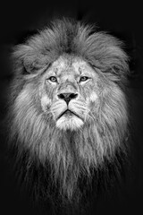 Plakat Portrait von Löwen im Tierpark