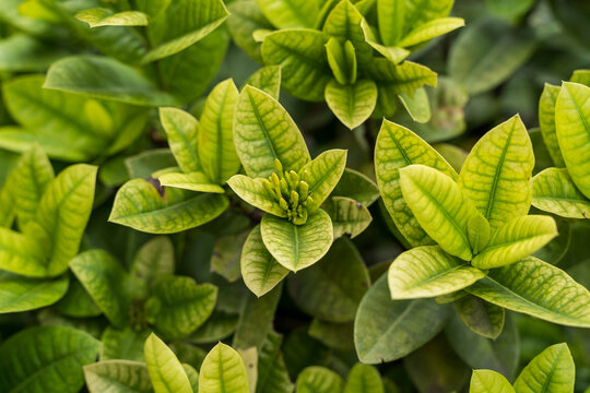 Alocasia dragon scale fresh green leaves