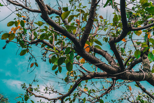 Clear blue sky and Tree with some leaves