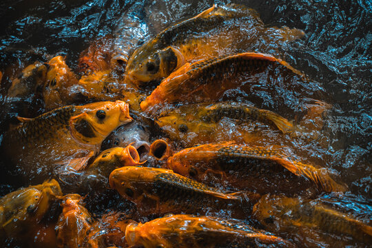Many fishes in the pond are rushing to get their food