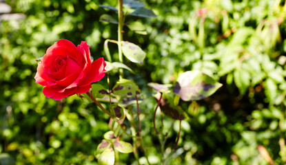 Red rose in the garden. A bush of beautiful rose in summer light. Beautiful spring or summer blooming rose plant