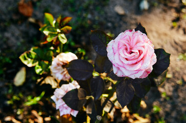 Pink rose in the garden. A bush of beautiful rose in summer light. Beautiful spring or summer blooming rose plant