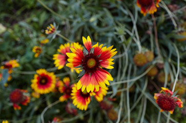 A wonderful bright red Gaillardia flower or blanketflower (Gaillardia aristata or pulchella)  with yellow details on the petals. Selective focus, blurred background