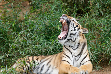 大きくあくびをするトラ
