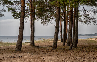 View of the Gulf of Finland near St. Petersburg, Russia. beautiful view of the coast of the Gulf of Finland in the suburbs of St. Petersburg.