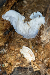 White mushroom growing on a rotting tree stump