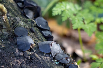 Black bulgar or Black Jelly Drops (Bulgaria inquinans) growing on a fallen tree