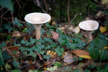 Trooping Funnel (Clitocybe geotropa) long stemmed mushroom