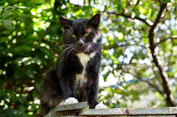 Black cat sitting on the fence. Funny facial expression. Selective focus, blurred background