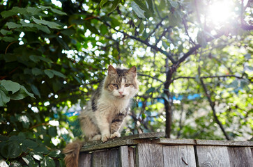 Naklejka na ściany i meble Gray and white cat sitting on the fence. Funny facial expression. Selective focus, blurred background 
