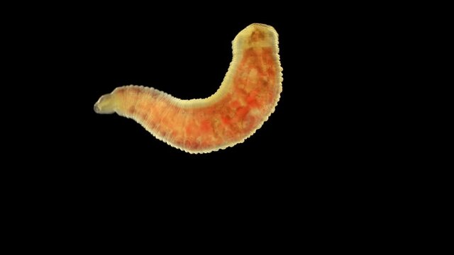 Oligochaeta worm under a microscope, type Annelida, sample found at Lake Baikal. The video shows the movement and contraction of the body and internal organs