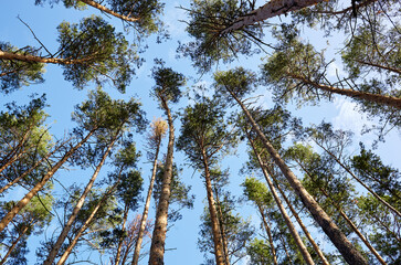 Bottom view of tall old tress in evergreen forest. Blue sky in the background. Low angle view of trees in the forest, natural background