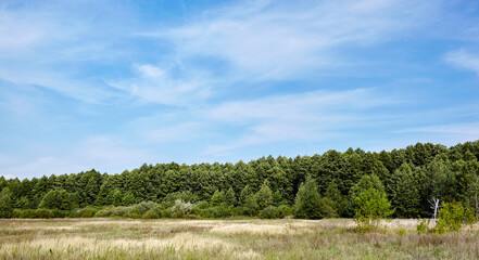 Dense forest against the sky and meadows. Beautifil landscape of a row of trees and blue sky background