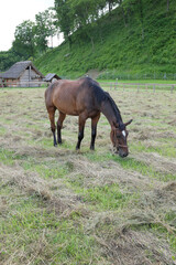 Plakat horse graze in a meadow
