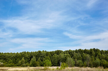 Dense forest against the sky and meadows. Beautifil landscape of a row of trees and blue sky background