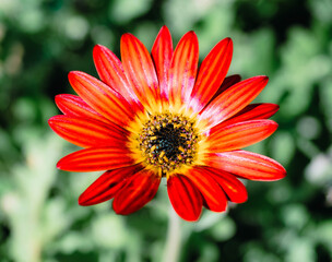 red gerbera flower