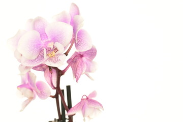 Naklejka na ściany i meble Mini orchid, close-up, isolated on white.