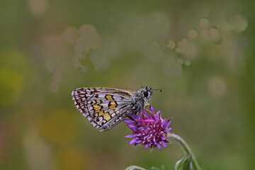 Yellow-Banded Bouncy butterfly / Pyrgus sidae