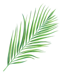 Tropical coconut palm leaf digital illustration isolated on white background.