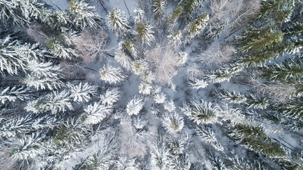 Aerial drone top down view over winter spruce and pine forest. Fir trees in mountains valley covered with snow. Landscape photography.
