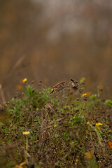Sparrows eat seeds in the flowery field
