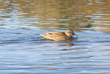 female duck on the water