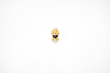 ガラスのうずら後ろ姿