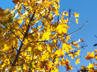 autumn leaves against sky