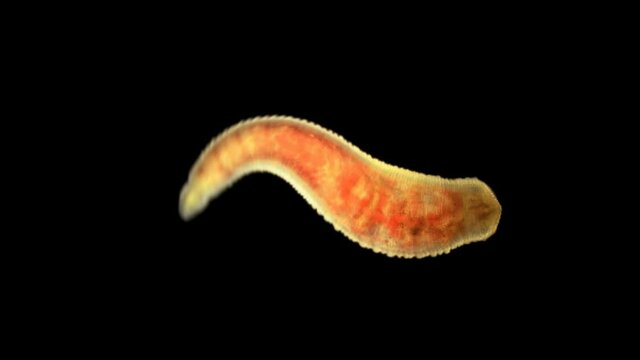Oligochaeta worm under a microscope, type Annelida, sample found at Lake Baikal. The video shows the movement and contraction of the body and internal organs