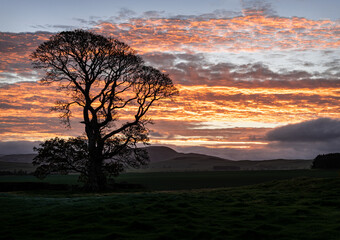 A tree silhouette at sunrise, Scotland